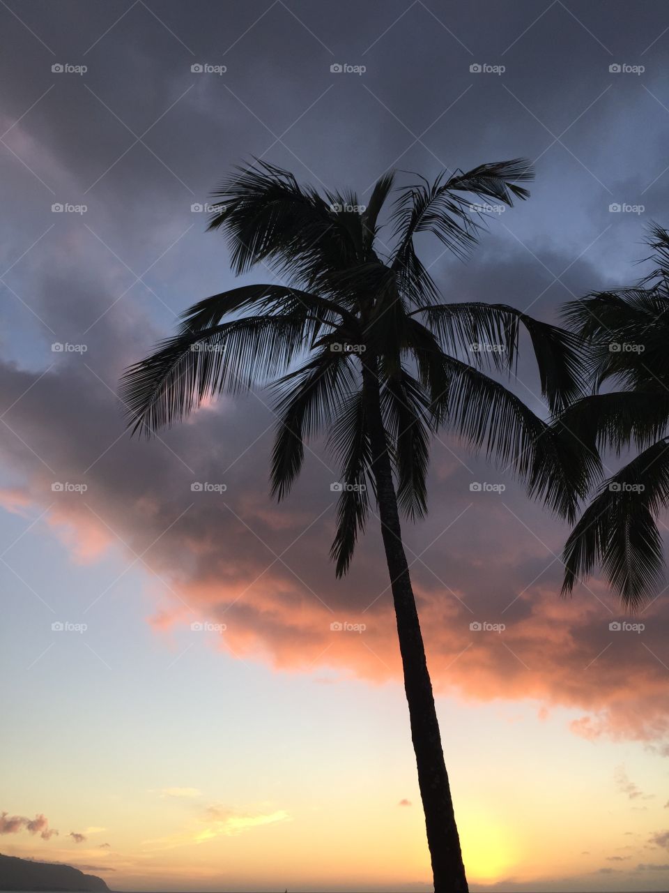 A palm trees in Hawaii 