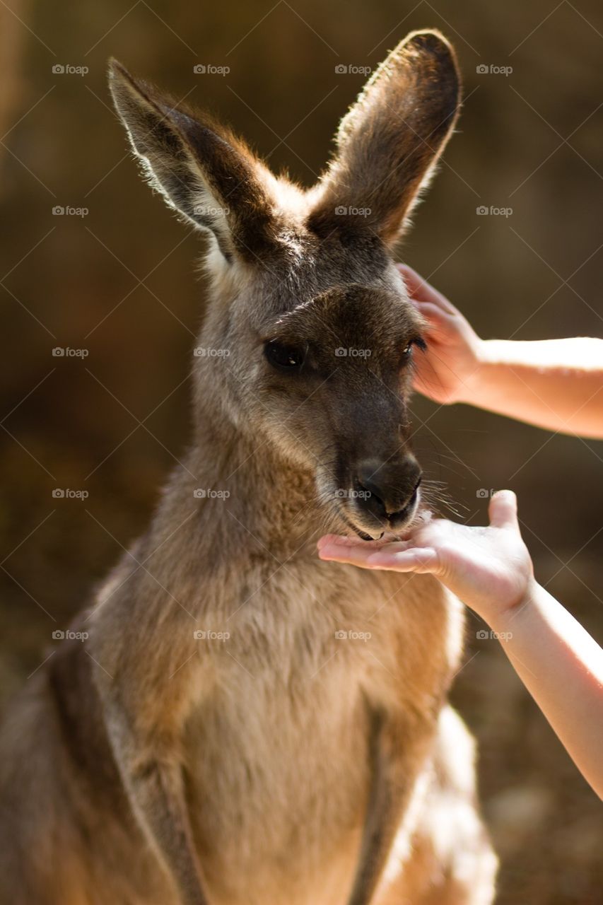 kangaroo