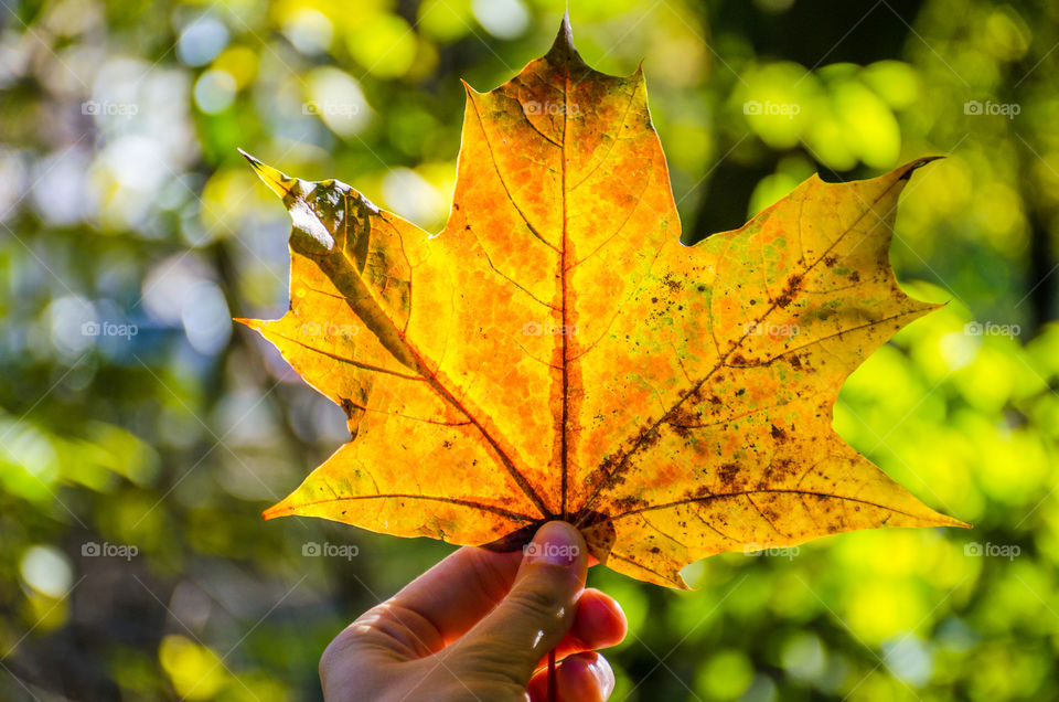 autumn leaf