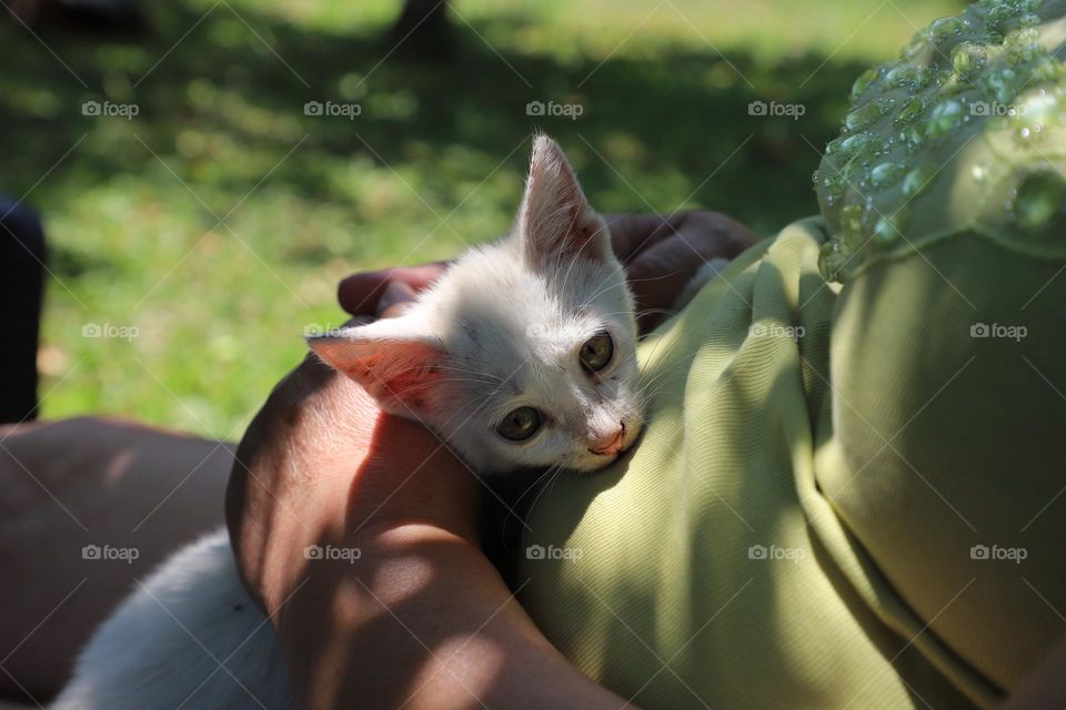 Kitten in the lap 