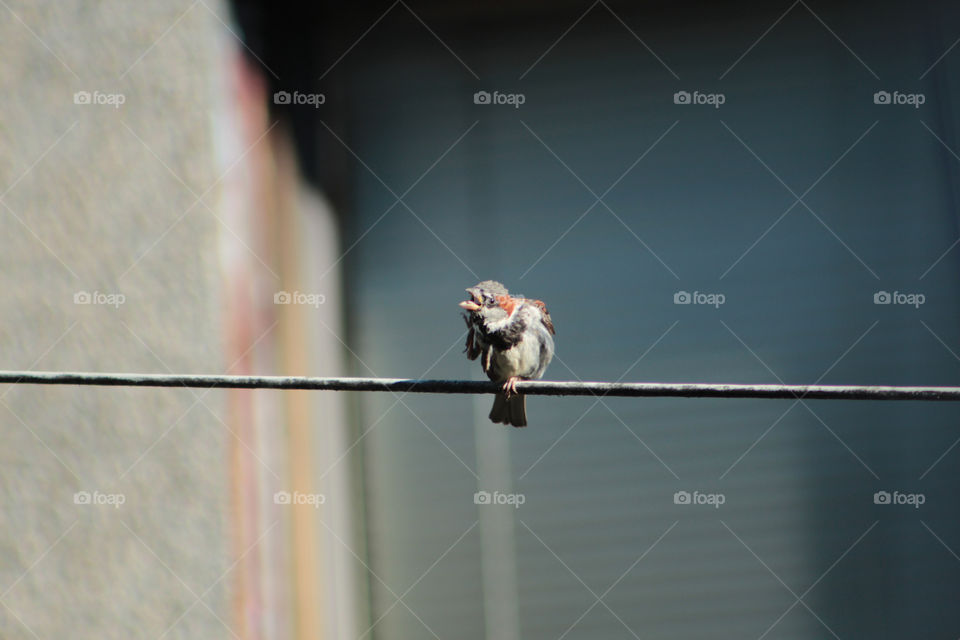 bird cute wire sparrow by grobari2002