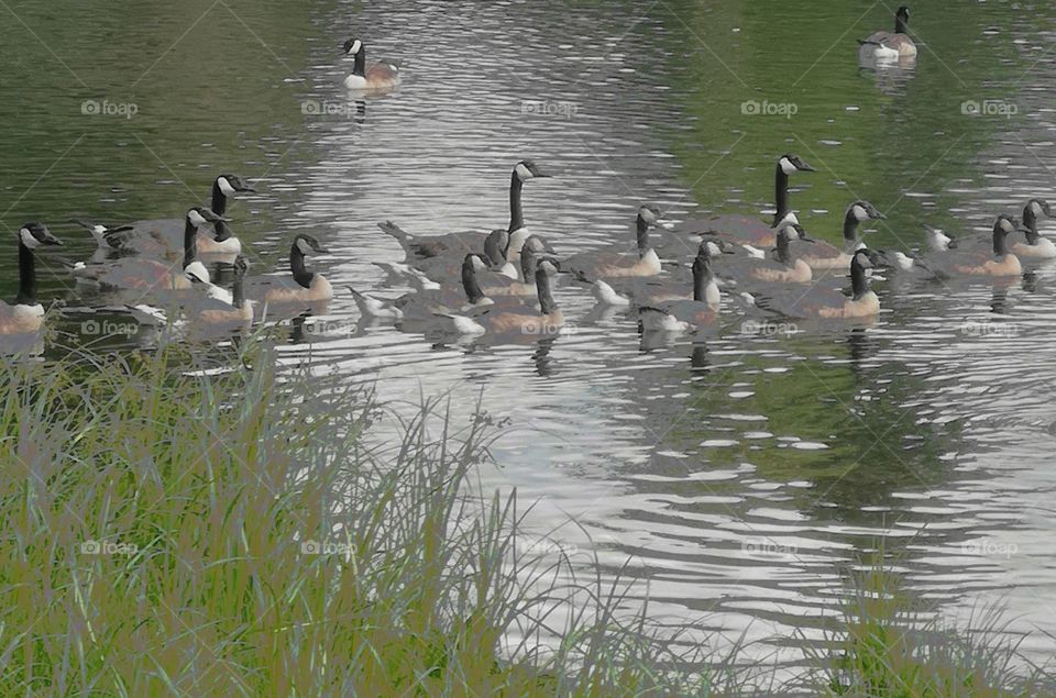 Canada geese and young