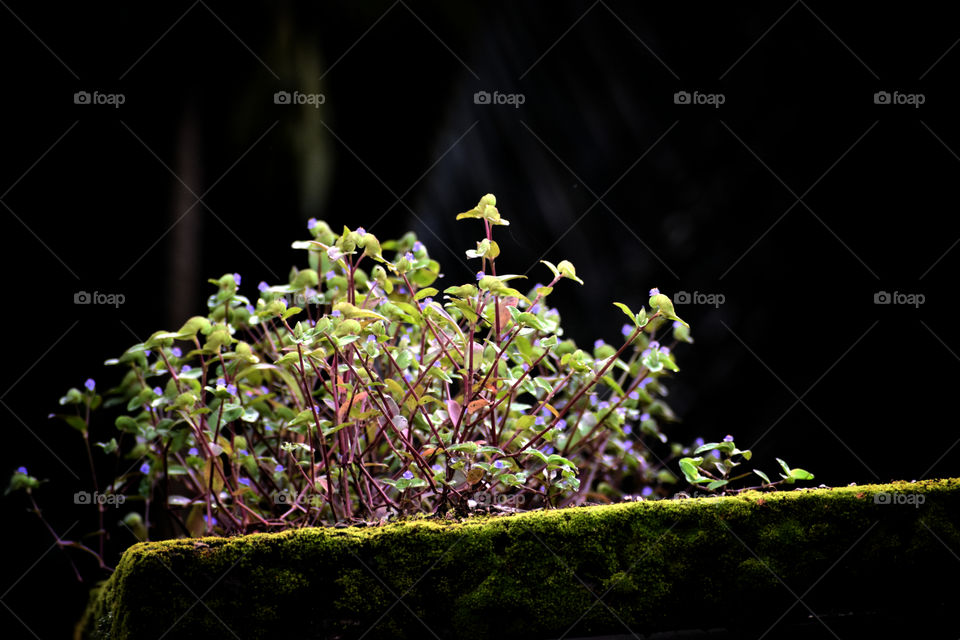 every tree was a seed once