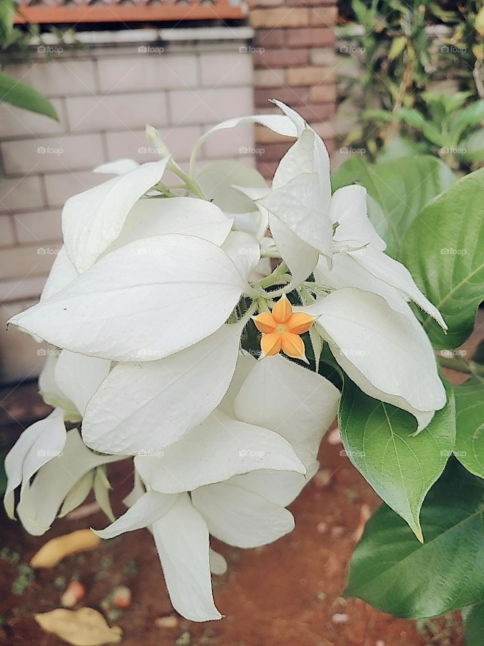 White flowers