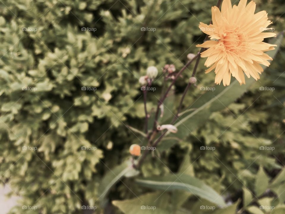 Small flower in the garden