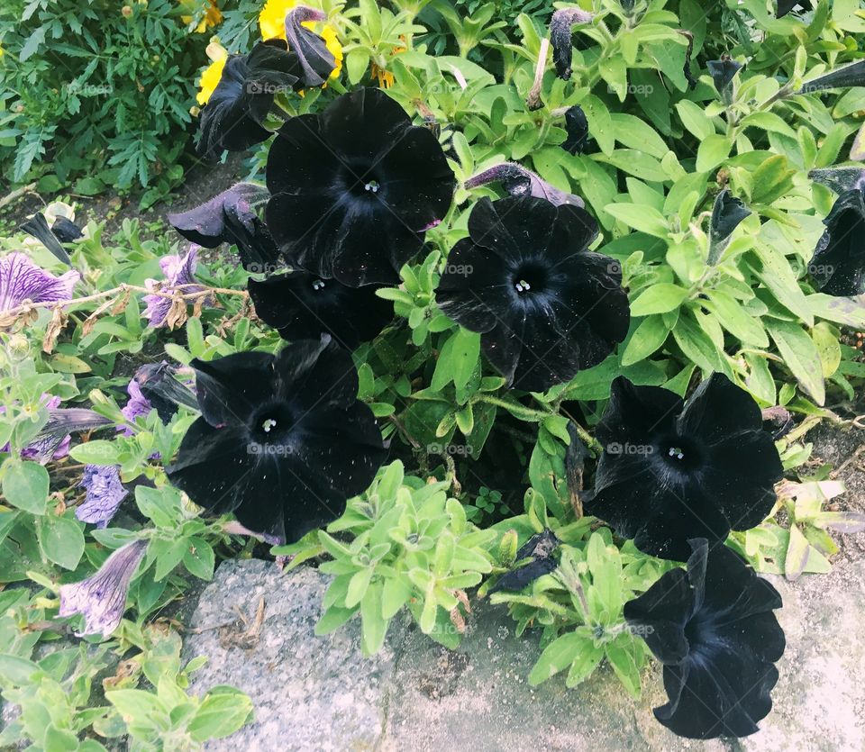 Black Beautys