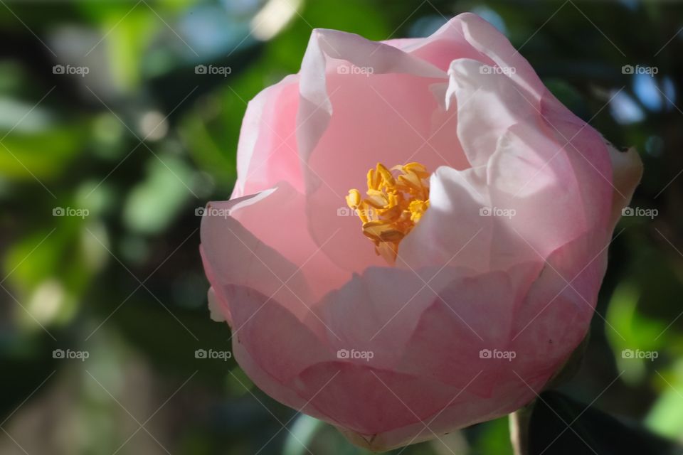 Pink Camellia