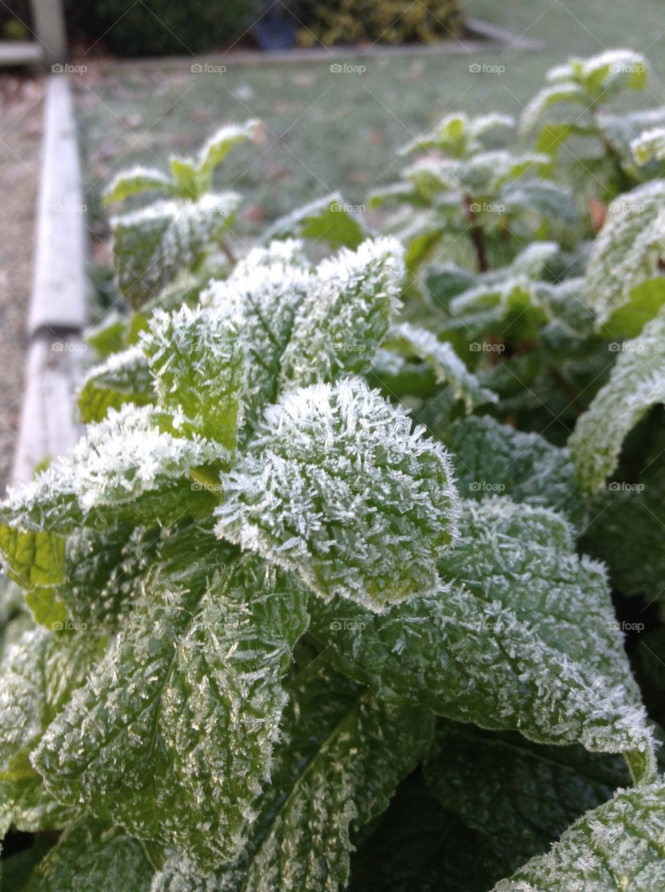 Morning Frost. This is a photo taken early in the morning after the frost fell on my mint plant.