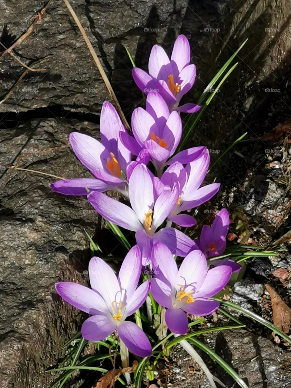 Purple crocus