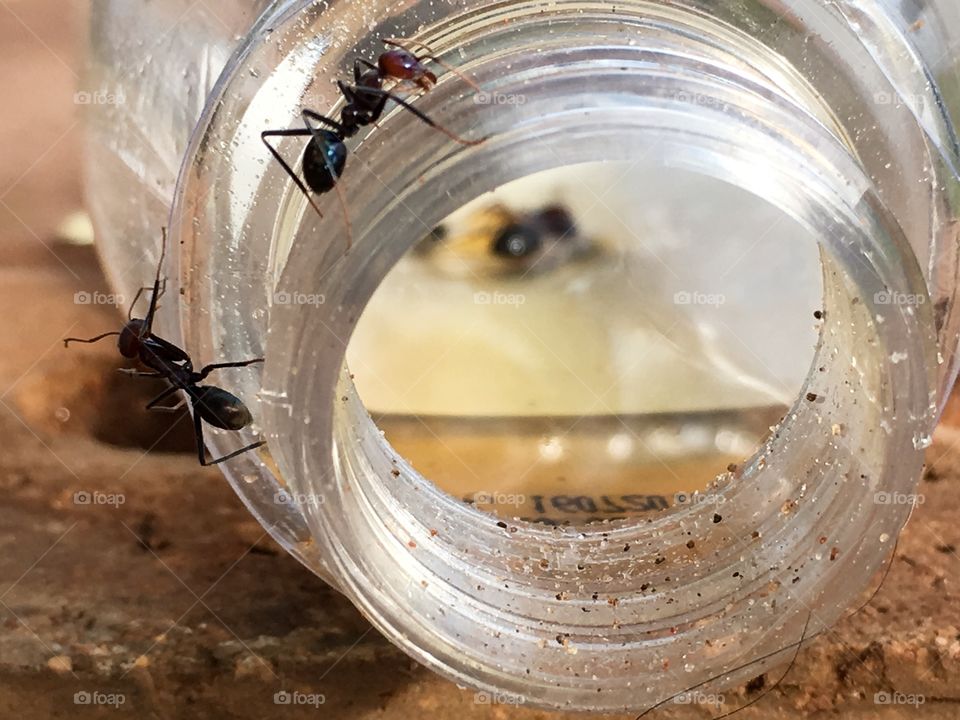Ants on rim of glass jar blurred view of dead ants inside jar