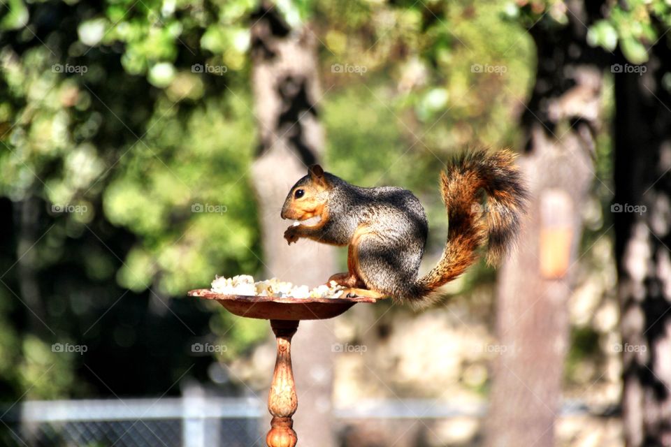 Squirrel On a Garden Ornament 