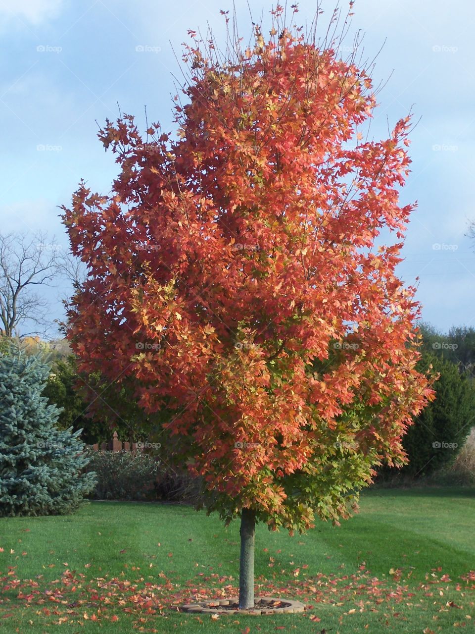 Maple tree, orange autumn leaves beginning to fall