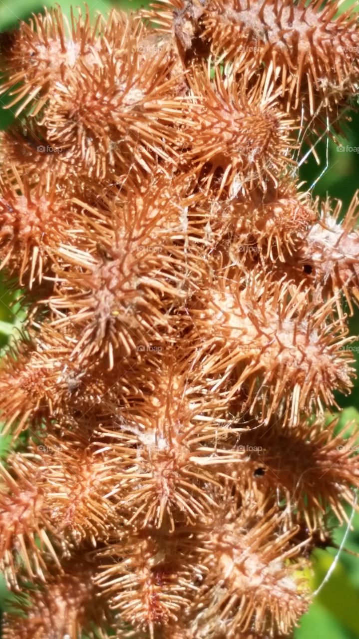 Cockleburrs