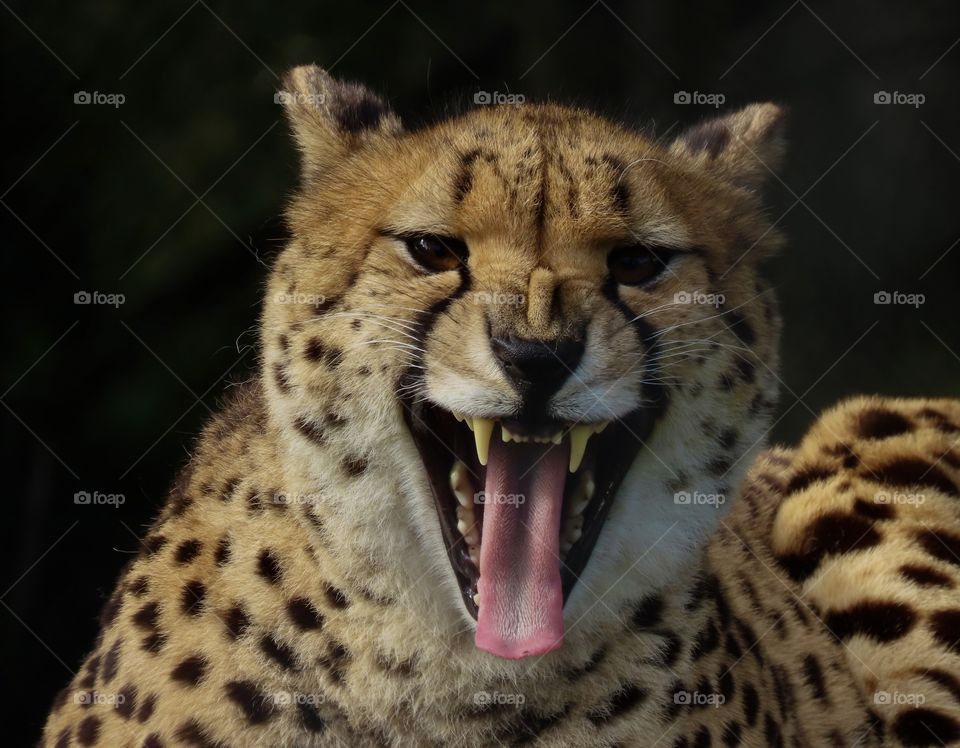 Cheetah roaring 🐆