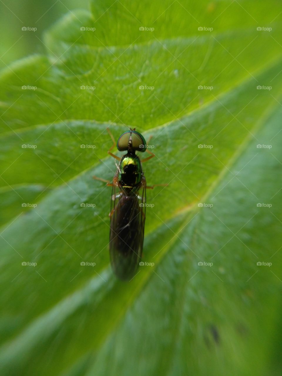 Insect on green leaf