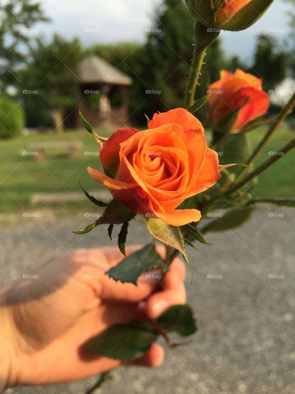 Cemetery Rose