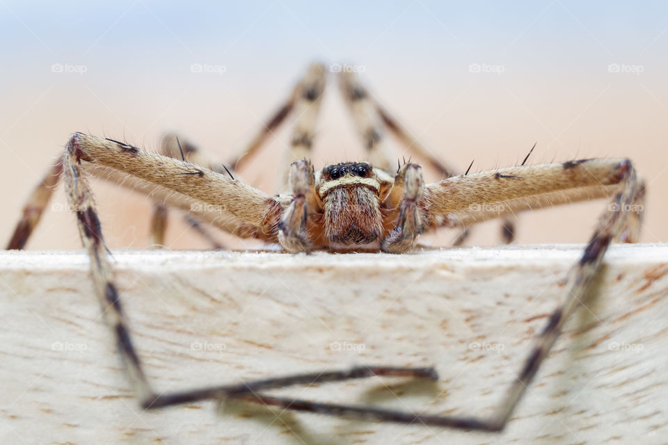 Eyes contact to close up photo of spider's eyes