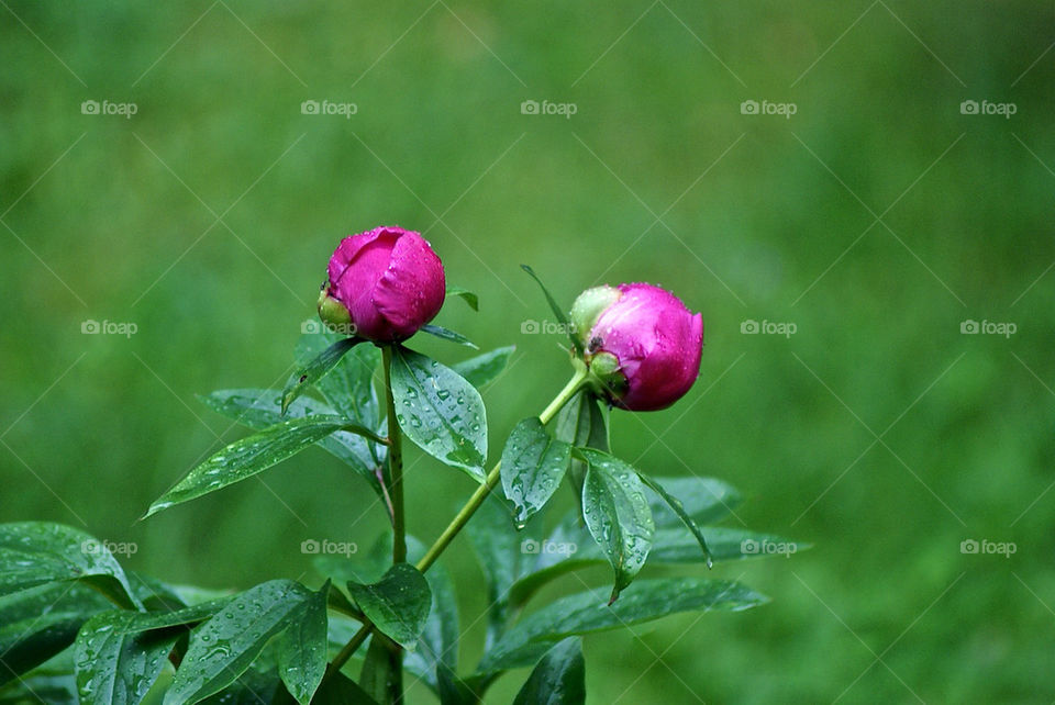 flowers garden flora flowershop by lgt41