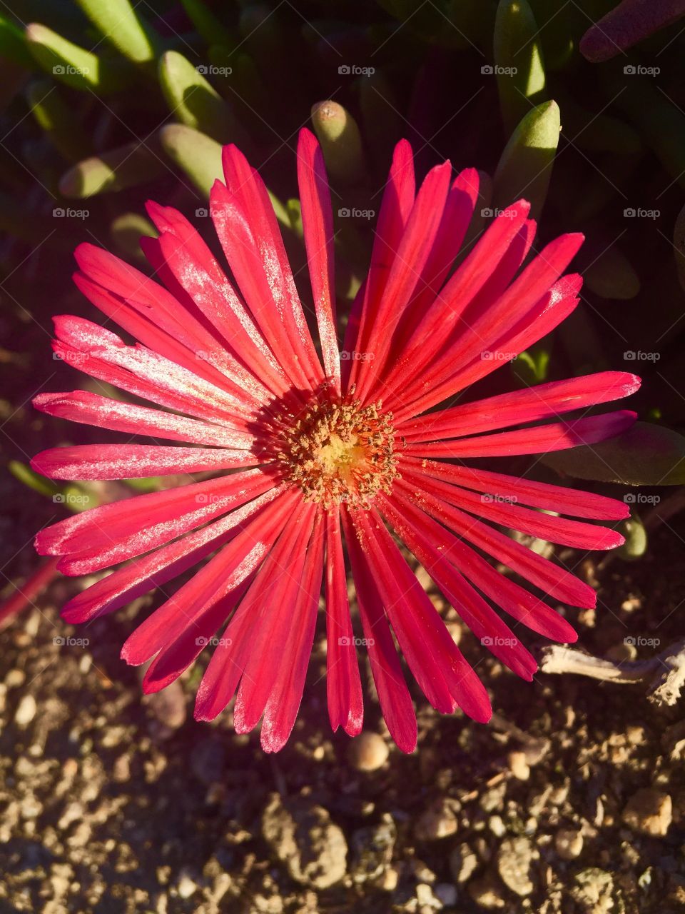 Red Petals 