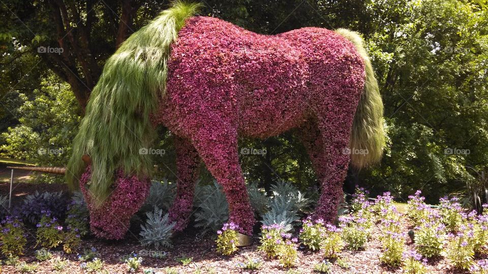 grassy horse