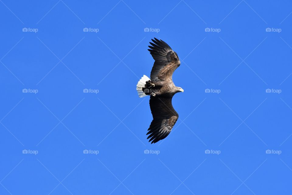 Flying sea eagle