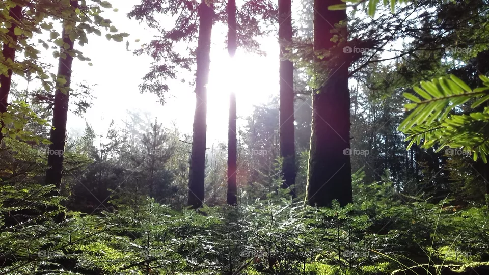 Forest