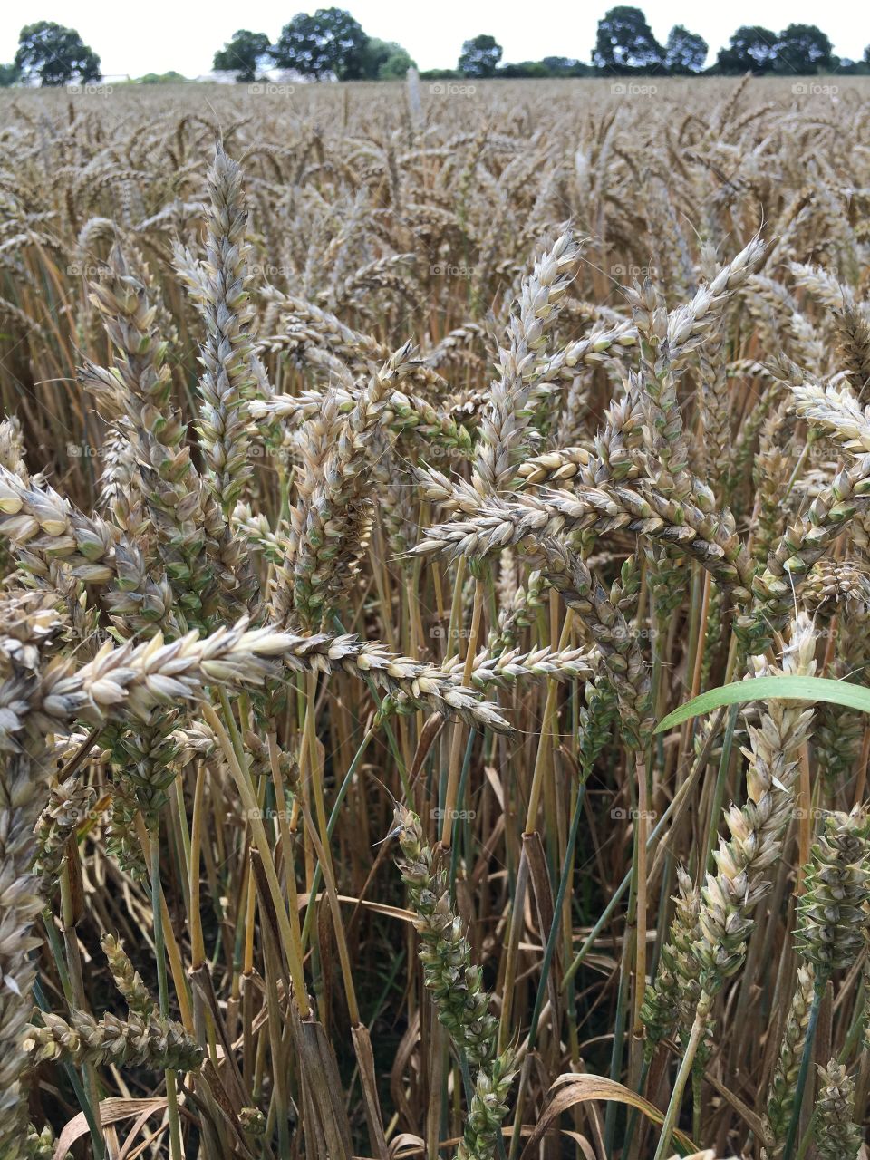 Grain in Northern Germany