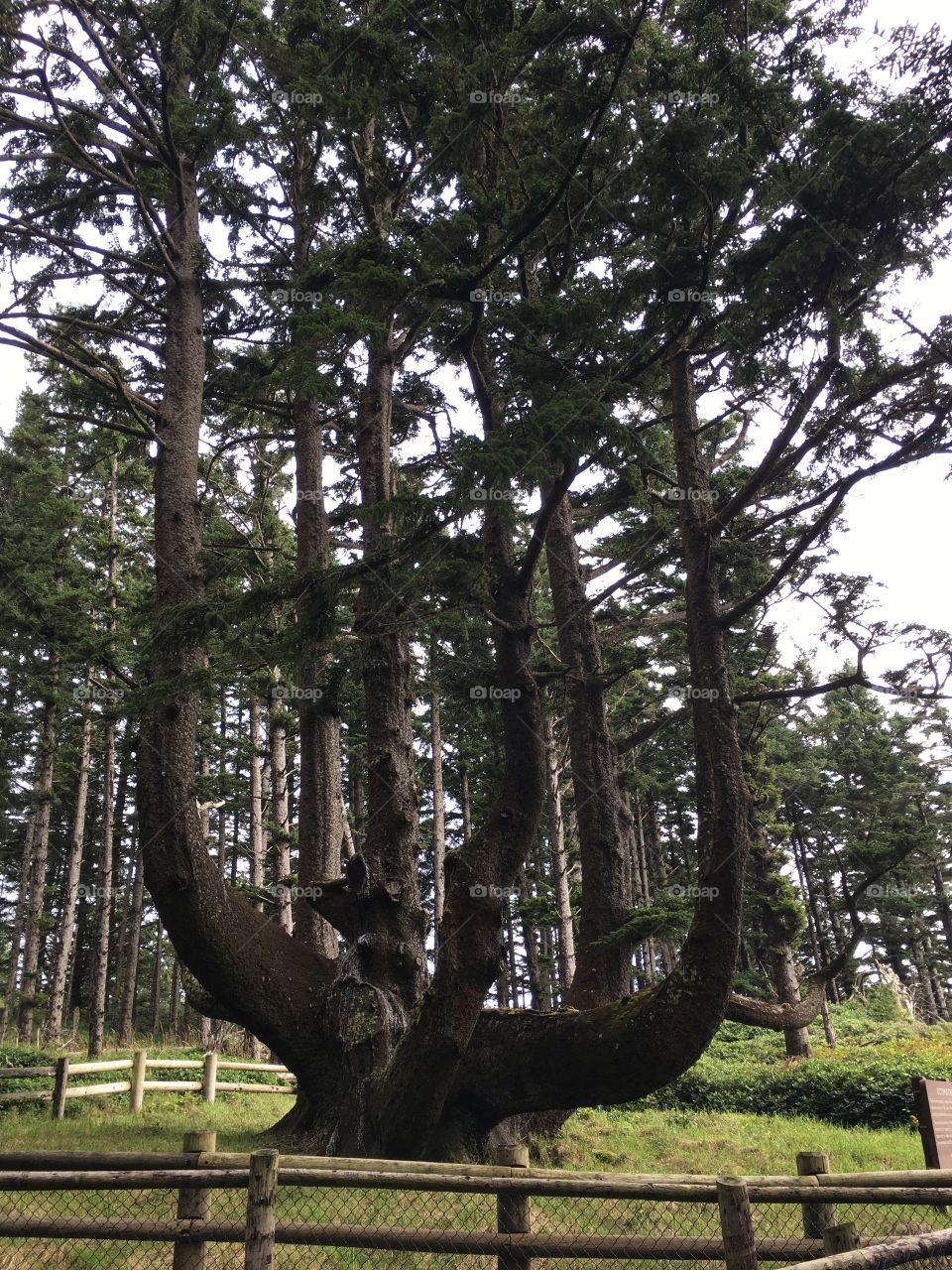 Octopus tree