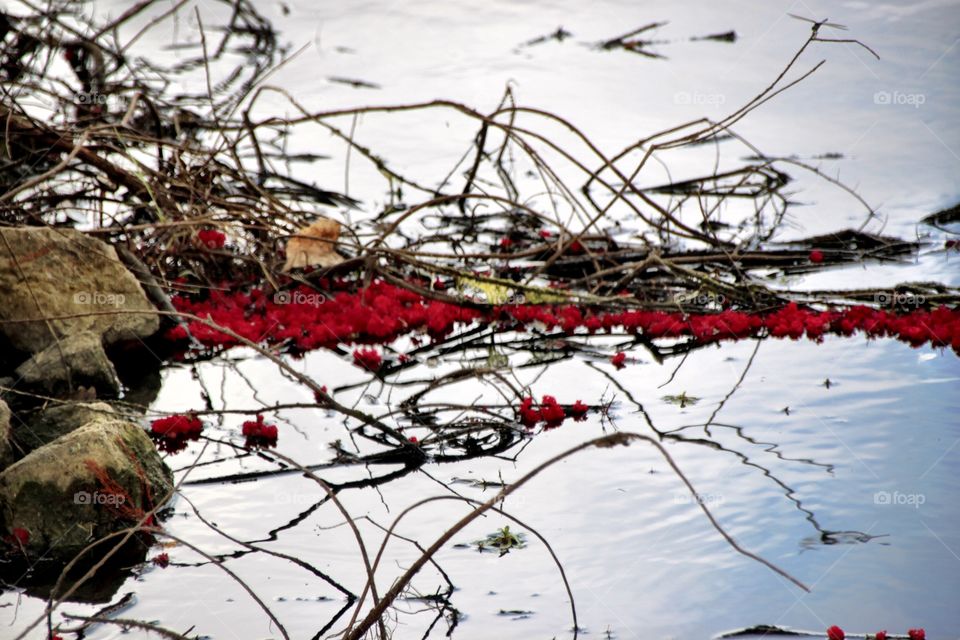 Petals in the Pond