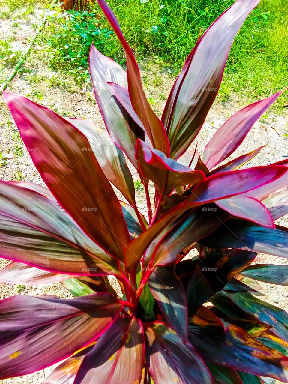 Attractive flowers in the garden