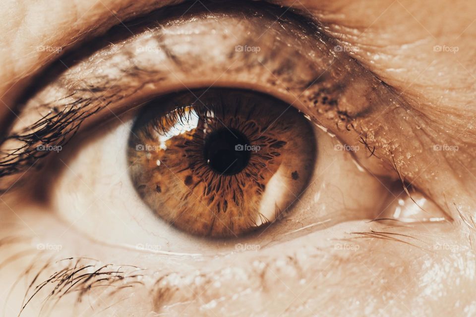 Front view of brown human eye