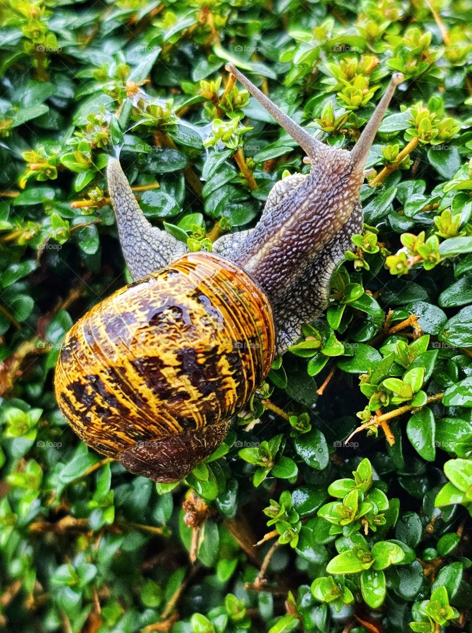 Snail on a hedge