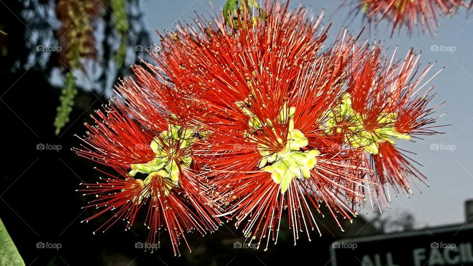 South african flowers