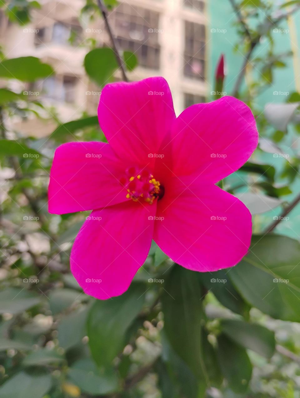 beautiful flower