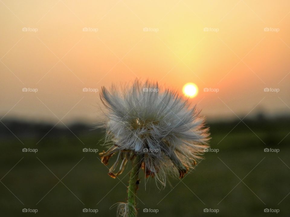 the timing to flower sunset