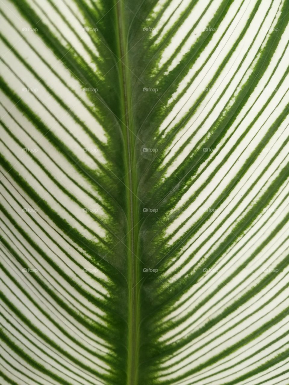 background of white and green leaf