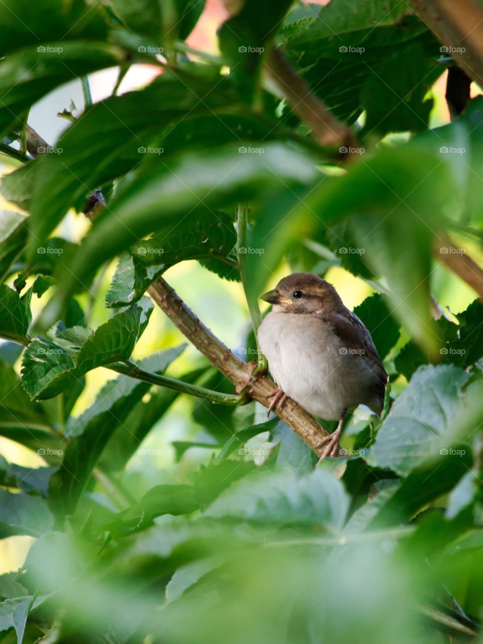 Baby birds in the bushes