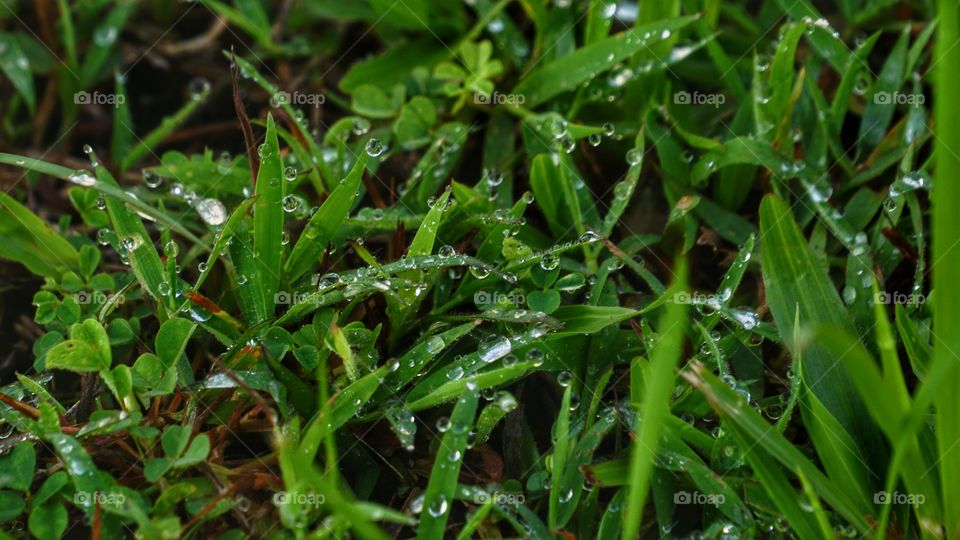 water droplets on green grass, after rain