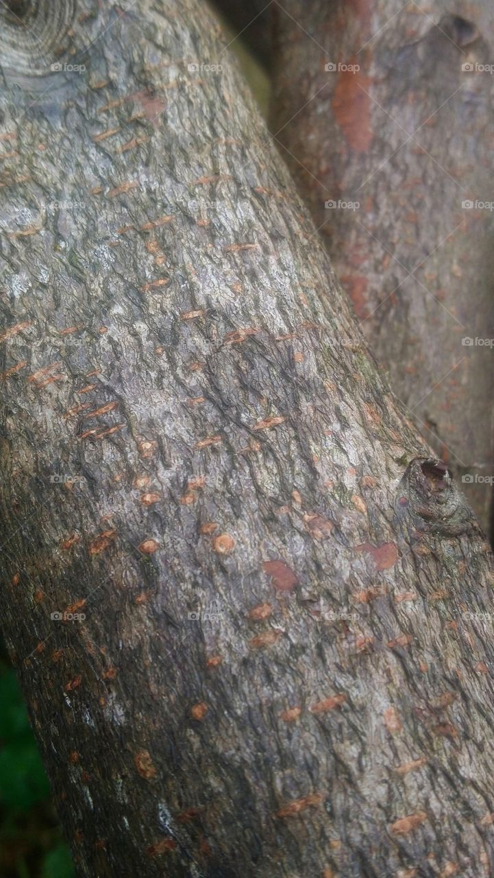 Bark Tree