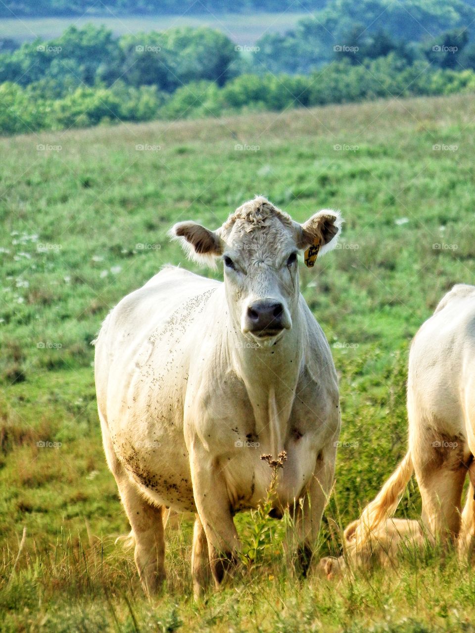 a cow in a pasture looking at you