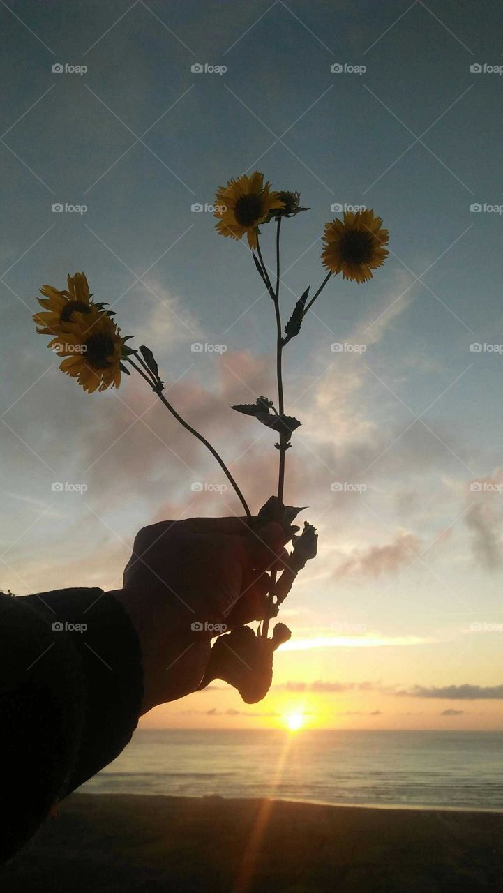 Beautiful yellow flowers embraced the magic sky.