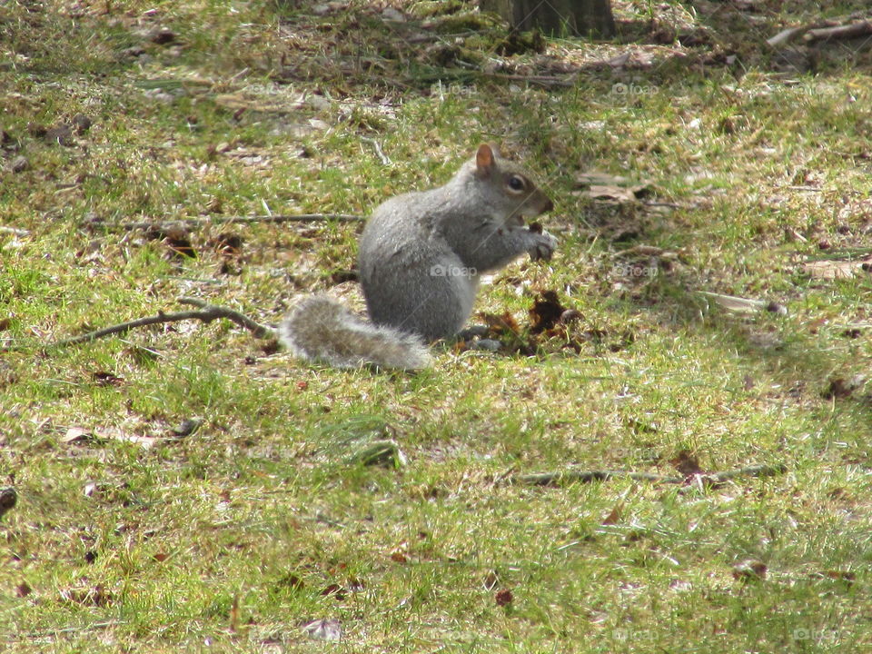 Squirrel nibbling a nut