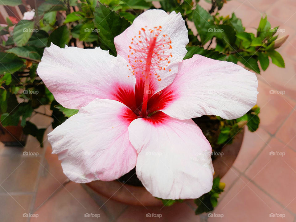 Stunning Canary island pink petals detailed delicate beauty