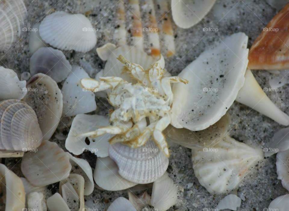 Crab And Shells