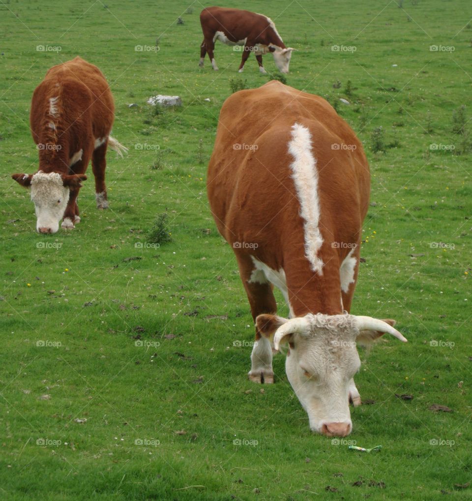 cows in Scotland