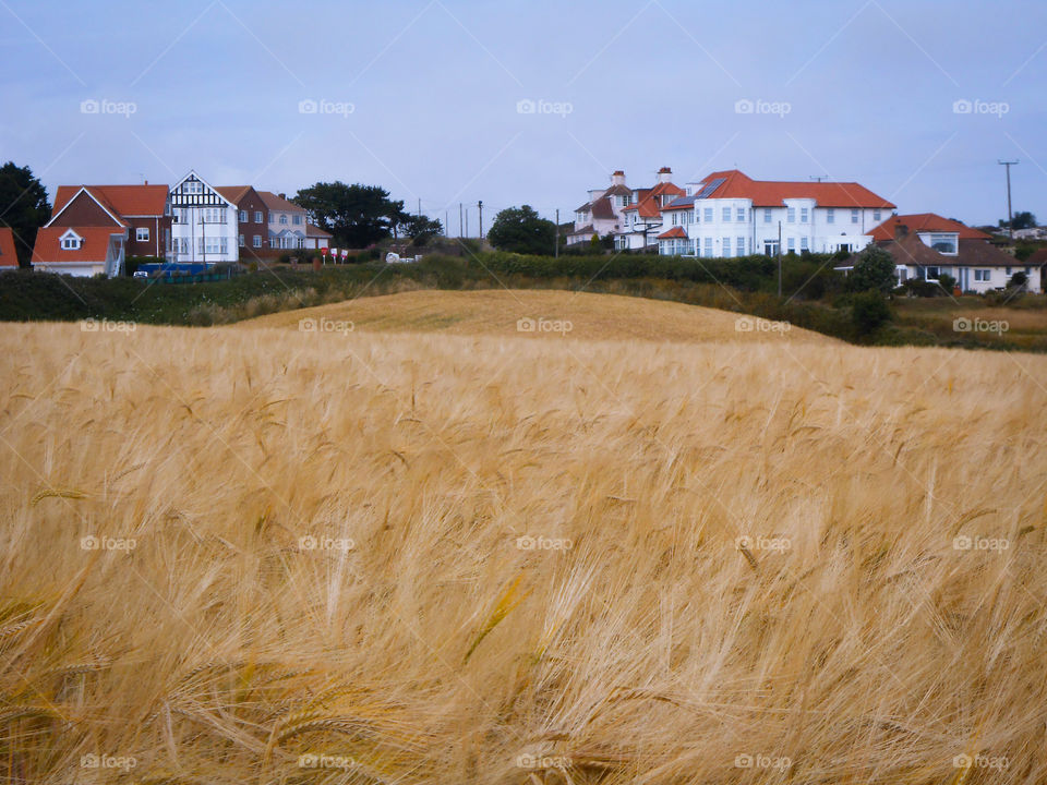 A field in Mundesley, Norfolk, UK