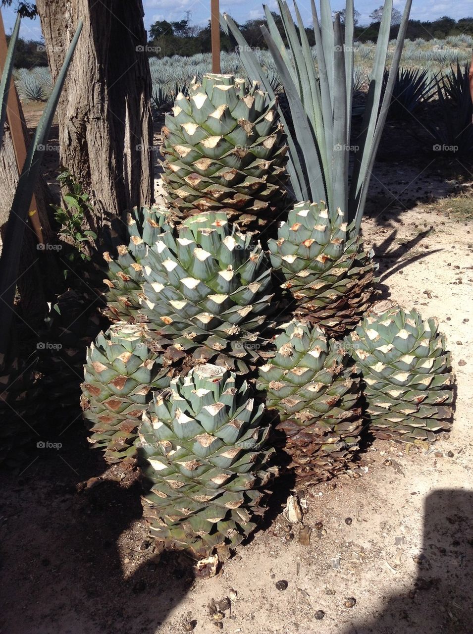 Agave