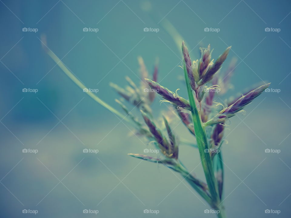 Elegant grass flowers with a blue background of Tosca green, soft and charming colors