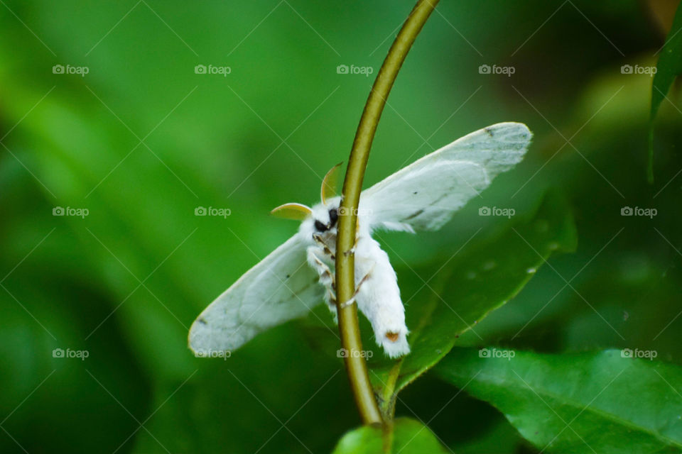 A beautiful creature peeping towards the camera from its lovely home.