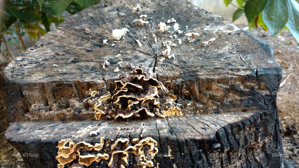 Toco, tronco, caule seco, queimado, com carvão com... orelha-de-pau.